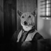 ostalove isleofthedog