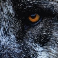 Killflavour ForestMirror