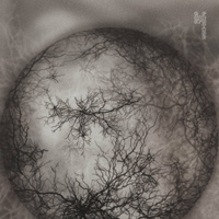 sonoffortune fullmani