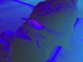 live 20141106 0106 devilment