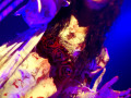 live 20141106 0309 lacunacoil